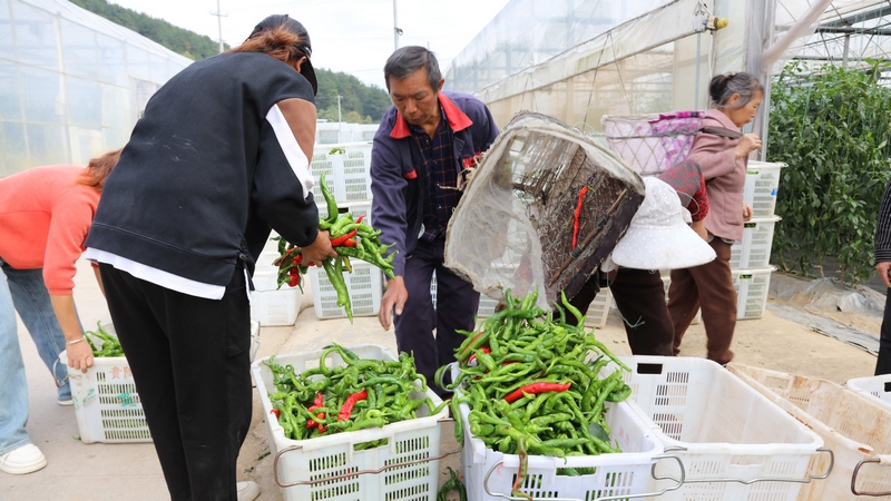 豐收的喜悅蕩漾在大棚內(nèi)外 。姜維 攝