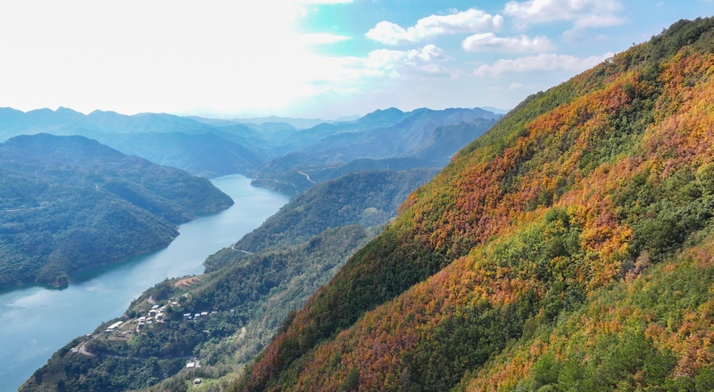 2024年11月12日拍攝的貴州省羅甸縣茂井鎮(zhèn)八茂村的冬景。