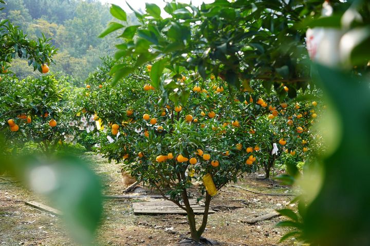 太平鄉(xiāng)老兵果園內(nèi)成片的柑橘林。