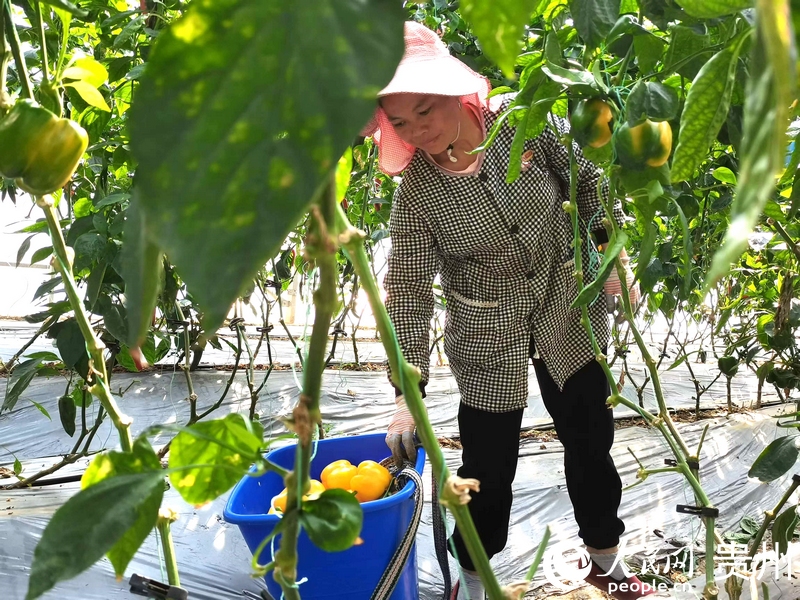 員工在駱家橋村蔬菜保供基地內(nèi)采摘辣椒。人民網(wǎng) 黃小桃攝