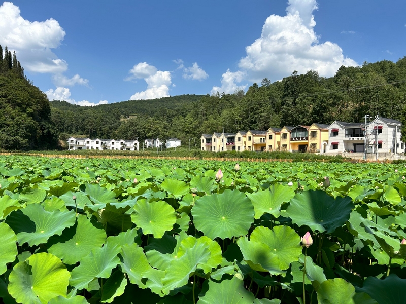 大石布依族鄉(xiāng)荷花 修文縣大石布依族鄉(xiāng)黃婕 攝