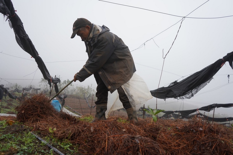 工人們在重樓植株上覆蓋松毛  黃源匯  攝.JPG