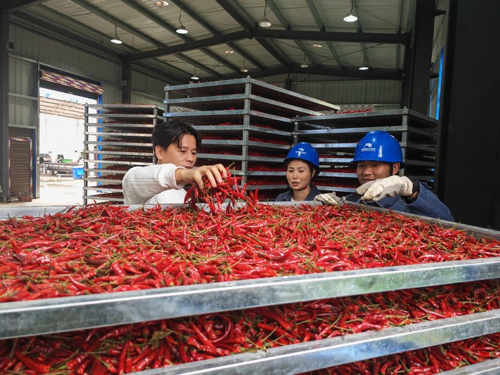 圖為南方電網(wǎng)興仁供電局工作人員對辣椒加工廠區(qū)冬季烘烤用電情況進(jìn)行了解。