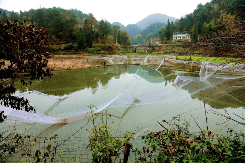 稻魚共生“豐”景好，撂荒土變“增收田”。