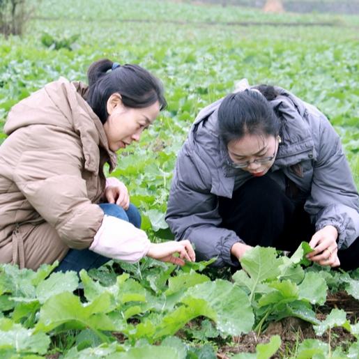 清鎮(zhèn)市不斷加強(qiáng)田間管理，做好技術(shù)指導(dǎo)服務(wù)，派出油菜技術(shù)指導(dǎo)人員深入田間地頭，全面推廣良法良技，助力農(nóng)業(yè)增效、農(nóng)民增收。