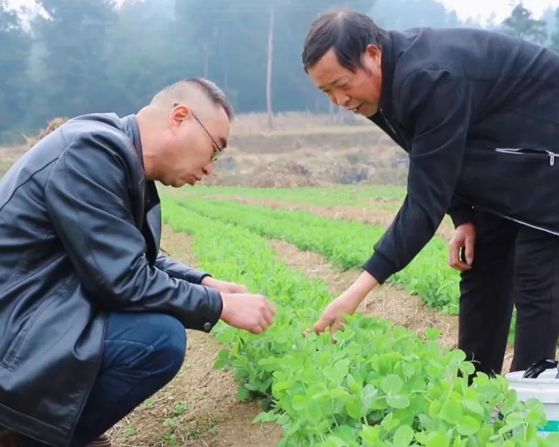 近年來(lái)，花山苗族鄉(xiāng)充分利用豐富的林業(yè)資源大力發(fā)展林下經(jīng)濟(jì)，走出一條生態(tài)與經(jīng)濟(jì)雙贏的綠色發(fā)展之路。