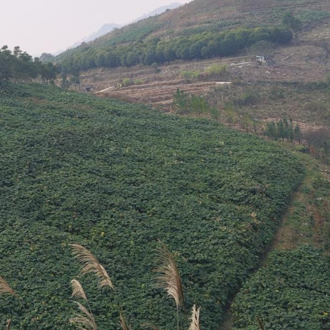 近年來，三都縣因地制宜，采取以獎代補等形式，鼓勵群眾種植通草，目前全縣種植面積0.4萬畝。