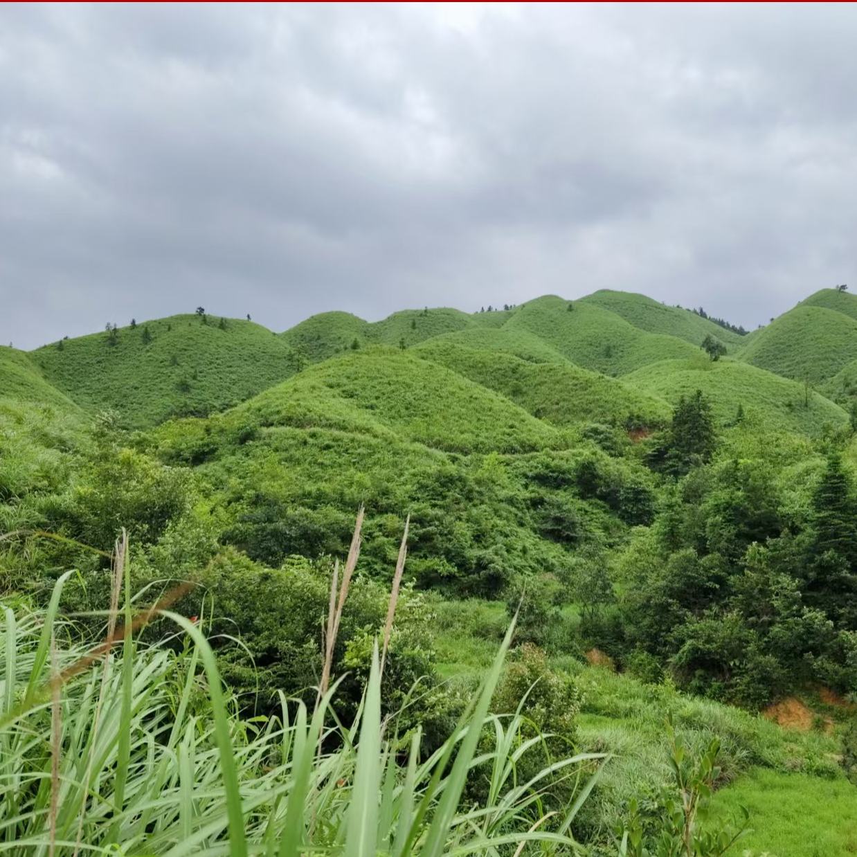 近年來，黎平縣將生態(tài)文明建設作為重大民生工程來抓，讓“綠色海洋”產生“金色效益”，美了鄉(xiāng)村富了民。