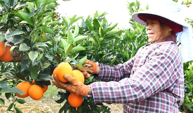 獨山縣：1000余畝蜂蜜臍橙喜獲豐收