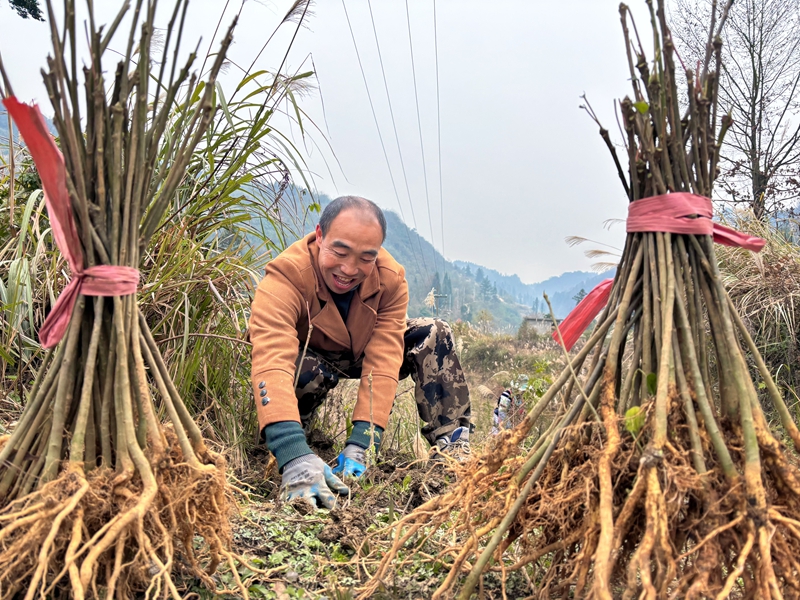 圖為：種植山桐子樹苗 (2)