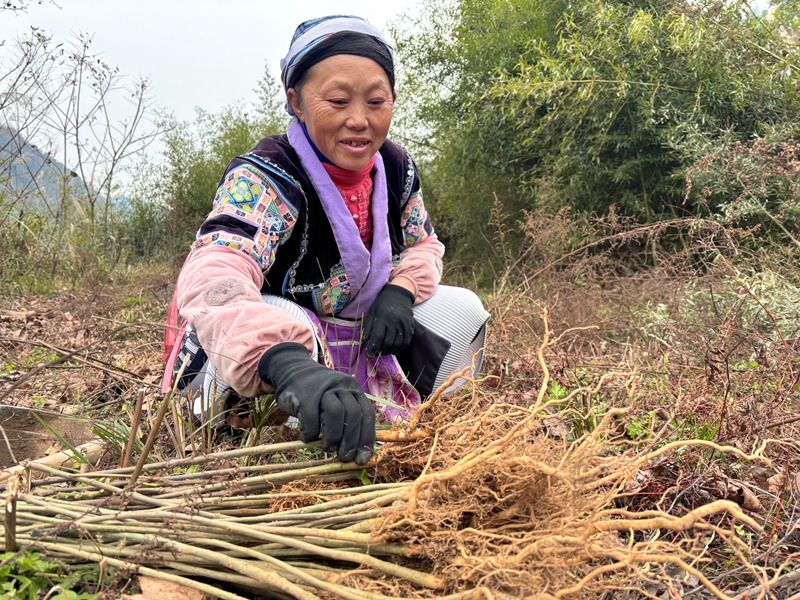 圖為：種植山桐子樹苗