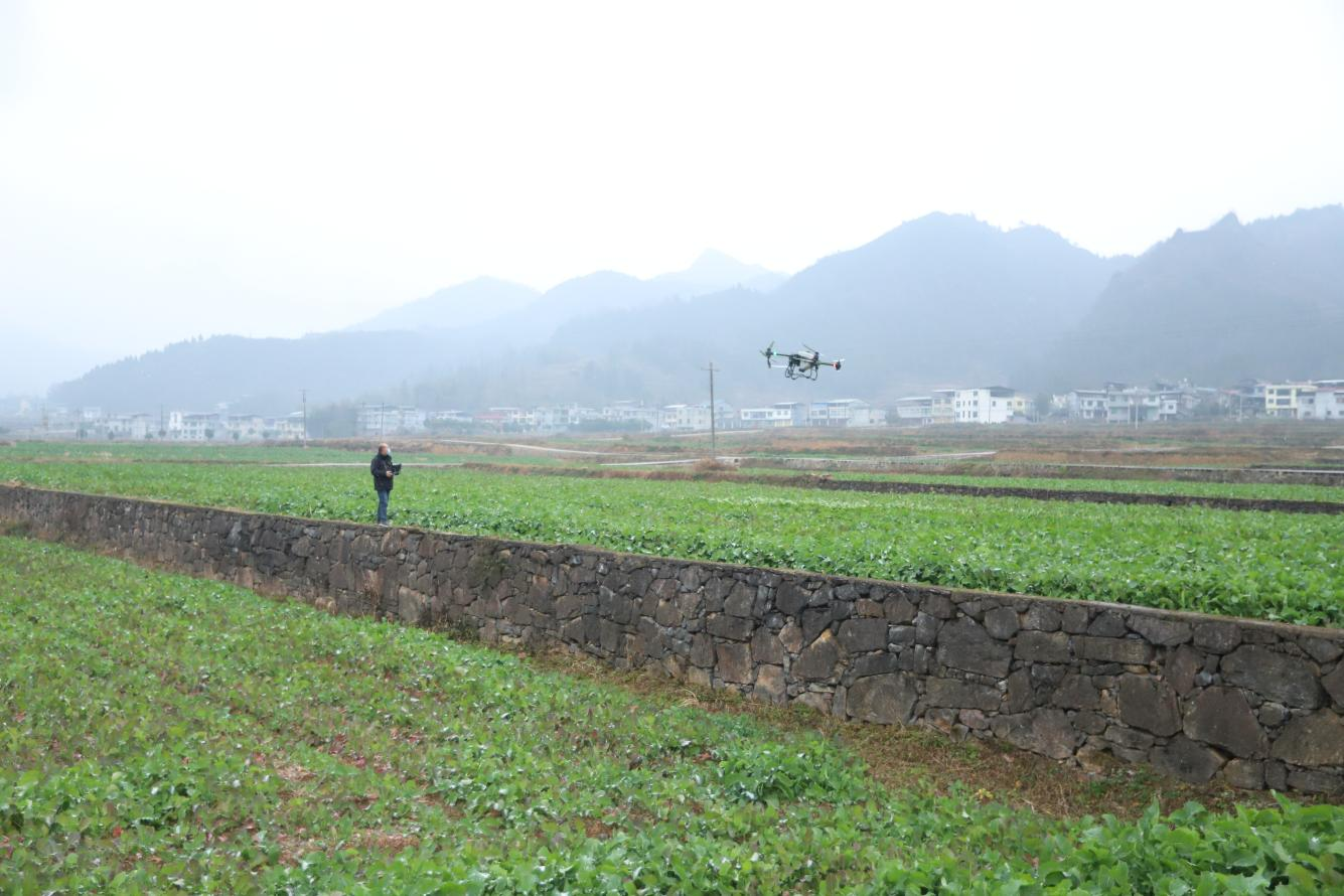 印江寒潮來襲 田間“支招”讓12.7萬畝油菜安全越冬。