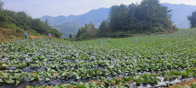 圖為：生長過程病蟲預(yù)防