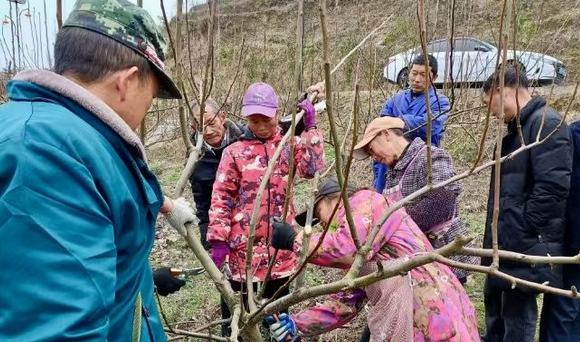 沿河：農(nóng)旅融合鋪富路 桃梨歡喜樂民心