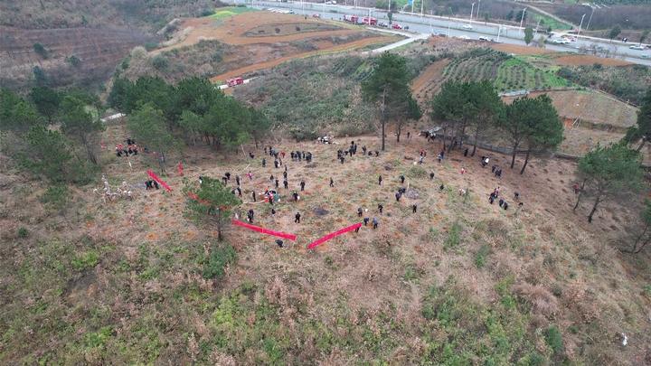 西洛街道開化社區(qū)鳳凰山植樹現(xiàn)場。