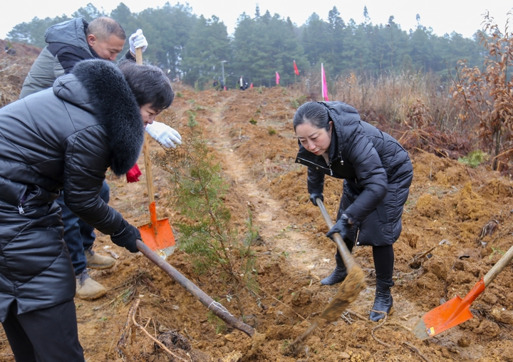 赫章縣委副書記、縣長駱麗紅在植樹。陳春志攝