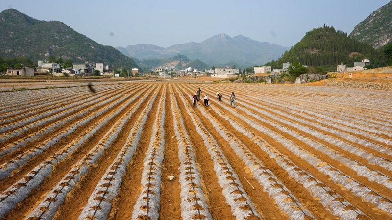 整理后的樓納村土地。