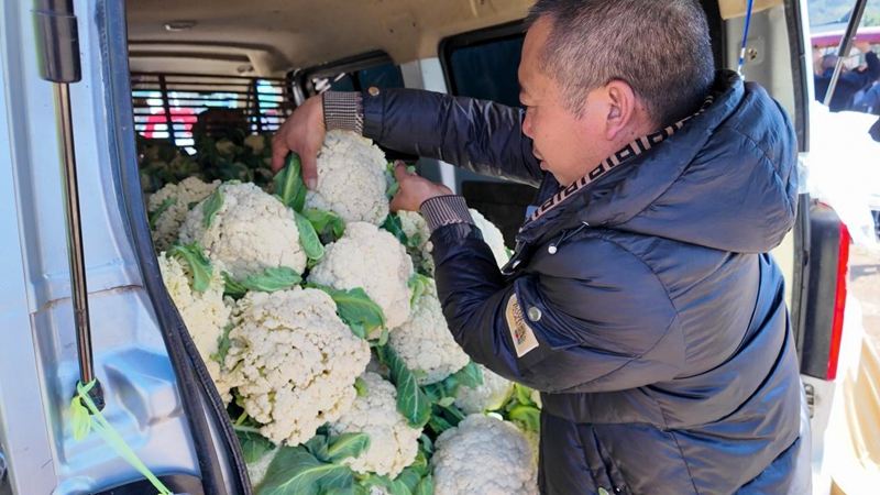 王久付采收的花菜。