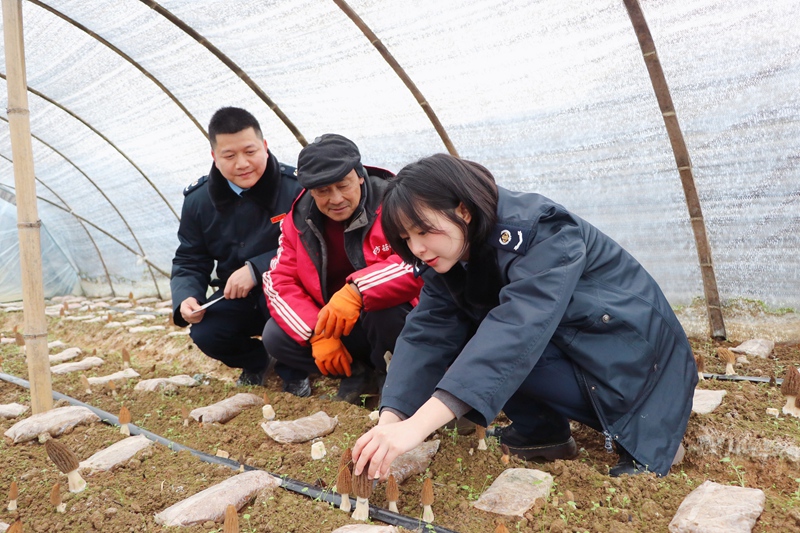 圖1：丹寨縣稅務(wù)局圖：丹寨縣稅務(wù)局干部職工深入羊肚菌菌床了解羊肚菌長勢