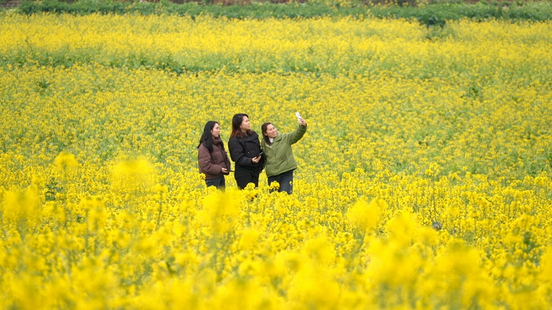 1 圖為綏陽旺草鎮(zhèn)競相綻放的油菜花吸引八方游客紛至沓來。.jpg