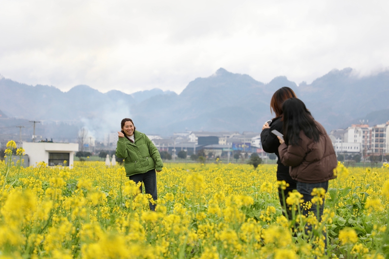 5 圖為綏陽旺草鎮(zhèn)競相綻放的油菜花吸引八方游客紛至沓來賞花。.jpg