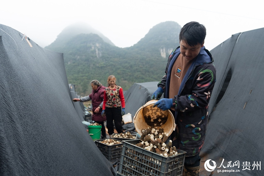 種植戶劉德民將村民們采收的羊肚菌裝筐。人民網(wǎng)記者 涂敏攝