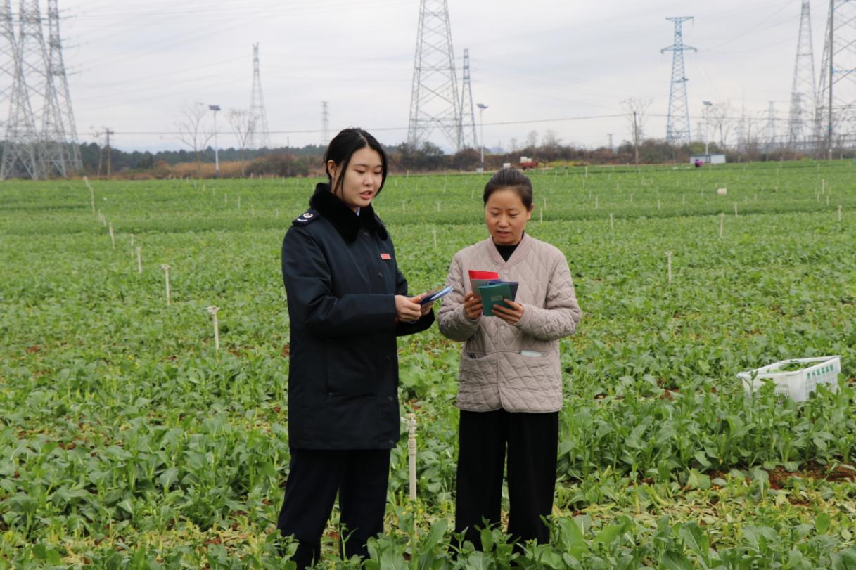 圖為安龍縣稅務(wù)局稅務(wù)人員走進(jìn)蔬菜種植基地，了解產(chǎn)業(yè)種植、采摘、銷售情況，積極響應(yīng)農(nóng)企、農(nóng)戶涉稅訴求，開展政策宣講、涉稅疑難問題輔導(dǎo)。韋漢鵬攝