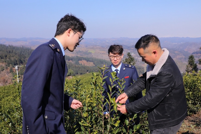 貞豐縣稅務(wù)局“春風(fēng)行動先鋒隊”深入茶園了解茶葉種植、生長、采摘情況，積極響應(yīng)茶企、茶農(nóng)涉稅訴求，開展涉稅業(yè)務(wù)輔導(dǎo)。陳有為攝