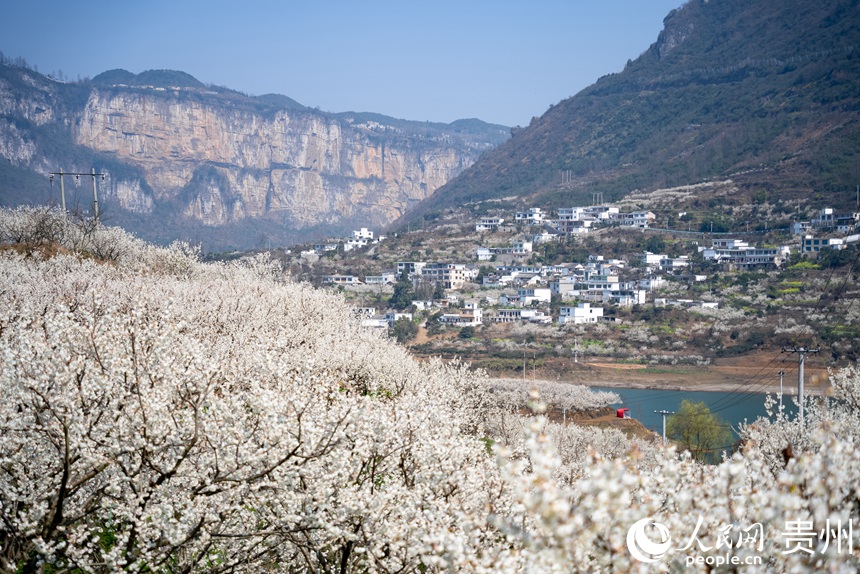 盛開的櫻桃花與遠處的民居。人民網(wǎng)記者 涂敏攝