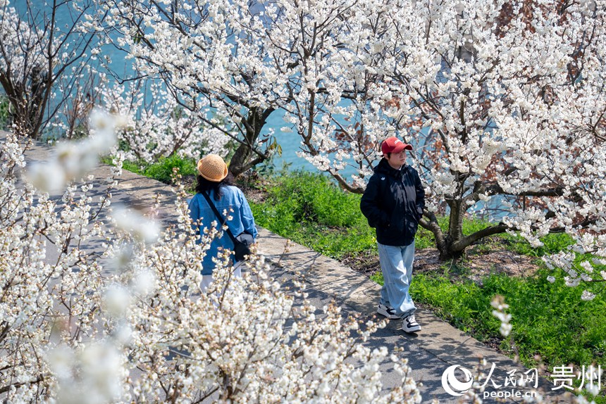 游客在盛開的櫻桃花中漫步。人民網(wǎng)記者 涂敏攝