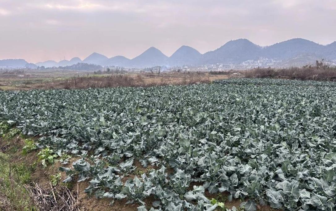 普定縣馬官鎮(zhèn)：奮楫揚(yáng)帆正當(dāng)時(shí) 春耕沃野繪新篇