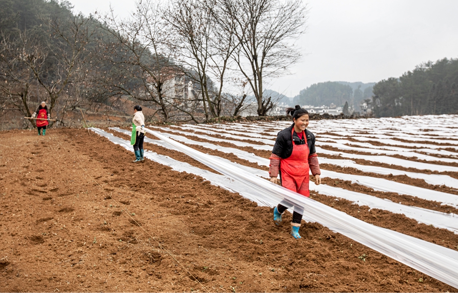 2025年2月24日，村民在貴州省畢節(jié)市黔西市洪水鎮(zhèn)長(zhǎng)堰社區(qū)進(jìn)行大豆玉米復(fù)合種植。史開(kāi)心攝