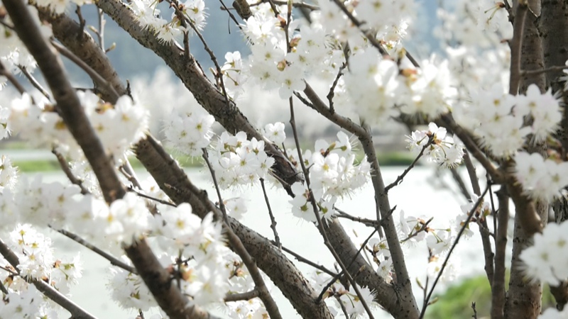 櫻桃花。