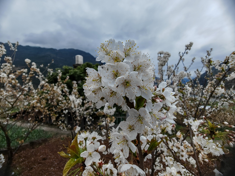 近賞繁密白花，遠(yuǎn)山云霧朦朧作襯（謝永恒 攝）.jpg