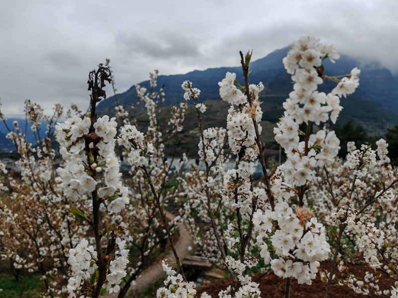 山間小徑旁，潔白花朵在枝頭綻放（謝永恒 攝）.jpg