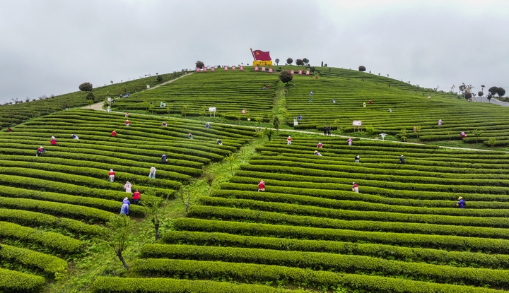 黃紅纓茶園為當(dāng)?shù)丶爸苓吶罕娞峁┐罅烤蜆I(yè)崗位。