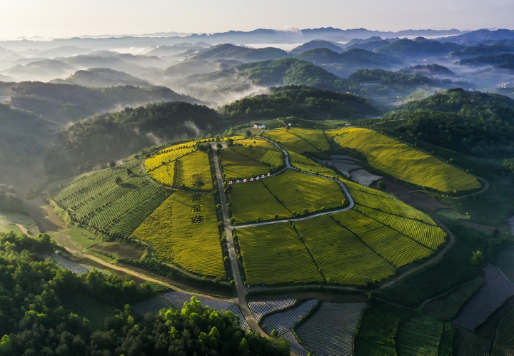 選育的“黃金芽”獲得國家地理標(biāo)志證明商標(biāo).jpg