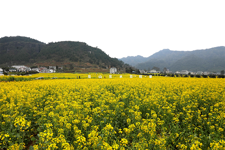 綏陽縣旺草鎮(zhèn)的油菜花海