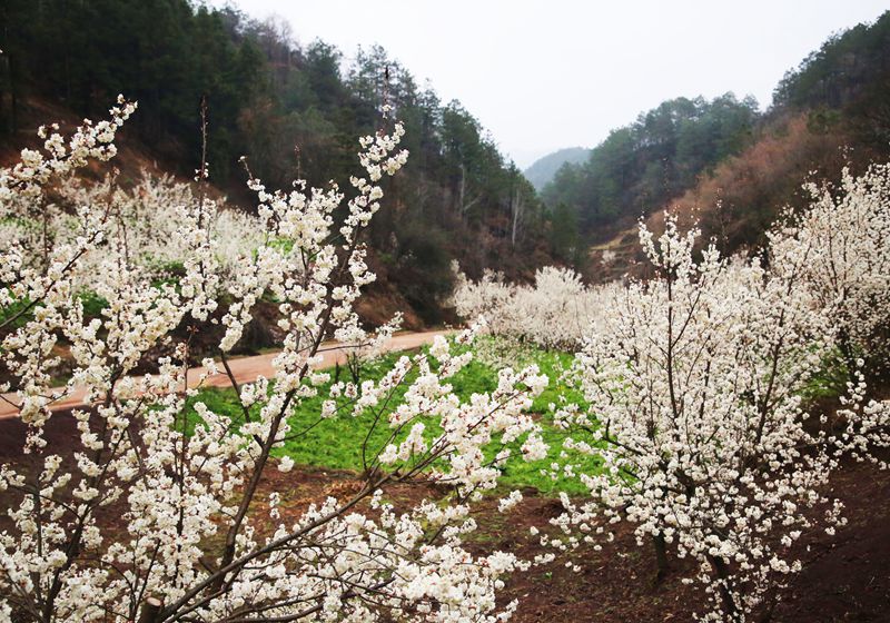 櫻桃花競相綻放。