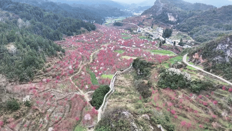 1、上麥城村千畝櫻花競相綻放。.jpg