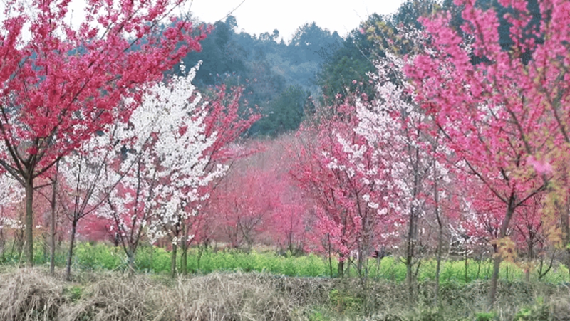 3、上麥城村千畝櫻花競相綻放 。.jpg