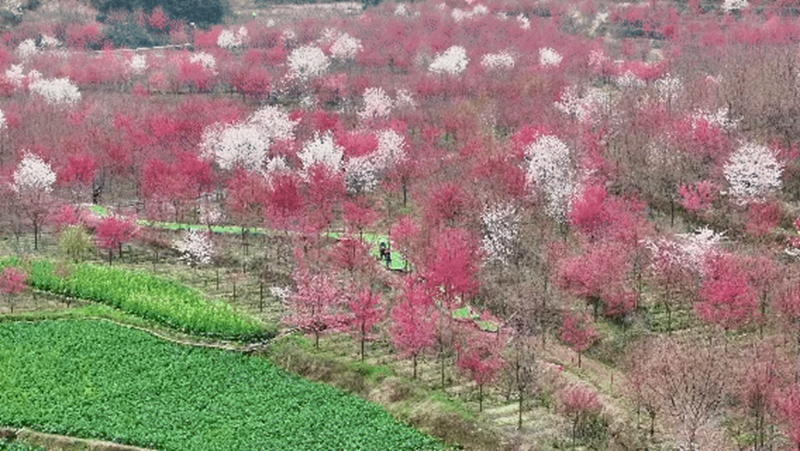 7、上麥城村千畝櫻花競相綻放 。.jpg