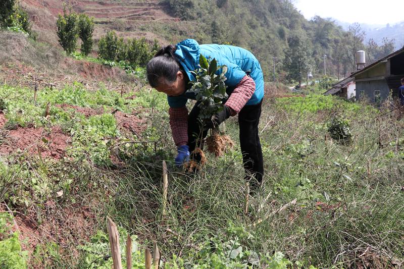 太極村村民在栽種新茶。