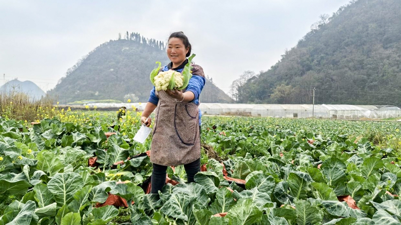 貞豐縣龍場鎮(zhèn)定塘村煙農(nóng)李琴。