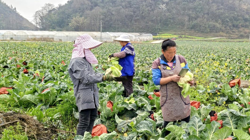 李琴在煙地里收割最后一批花菜。