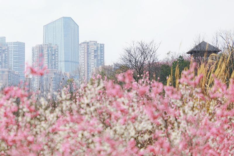 2、梅花層層疊疊地立于枝頭。.jpg