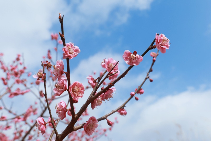 4、梅花層層疊疊地立于枝頭。.jpg