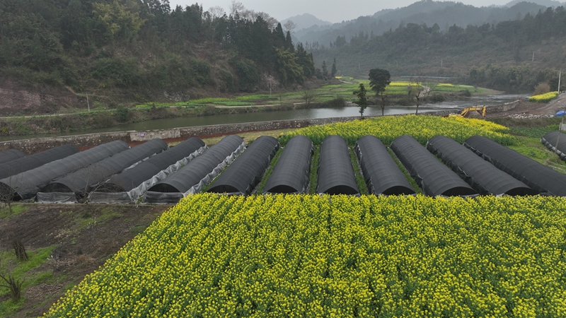 茶園鎮(zhèn)沿河村羊肚菌基種植地 吳艷禹 攝.jpg