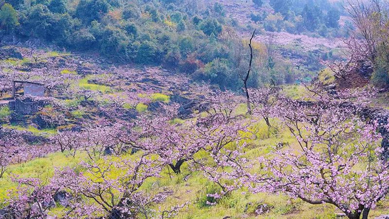 2 永樂桃花。南明區(qū)融媒體中心供圖.jpg